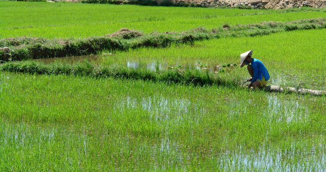 paddyfield