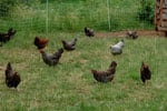 chickensemail